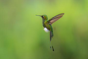 White-booted Racket-tail - Ocreatus underwoodii, green bird of hummingbird in the brilliants, long tail with two flags. 4K resolution, best of Ecuador