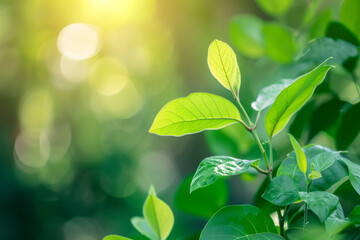 Obraz premium Nature of green leaf in garden at summer. 