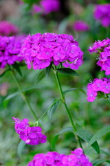 Obraz premium Lovely Flowers