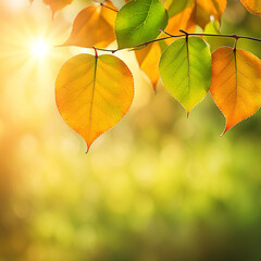 Obraz premium Close up beautiful maple leaves in autumn sunny day. in foreground and blurry background. sunlight