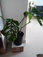 plant with large leaves inside the house