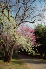 Obraz premium sakura flower and landscape