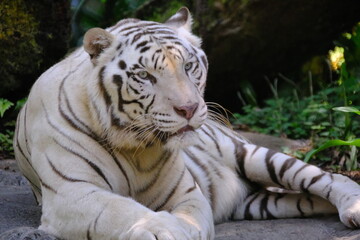 White Tiger