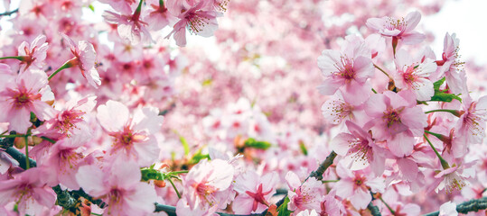 京都 淀水路の河津桜　Kawazu cherry blossoms in Yodo Suido, Kyoto