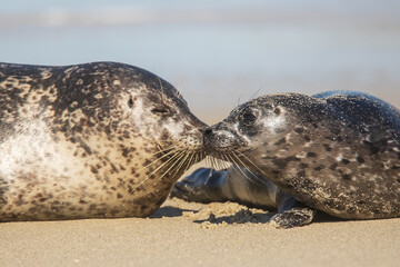 Seal Kiss