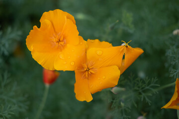 A close-up shot of a beautiful orange Escholtia flower growing in a field among green plants.