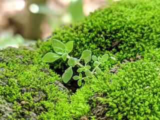 Close up view of green moss grass