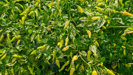 Fresh green chili plants ready to harvest