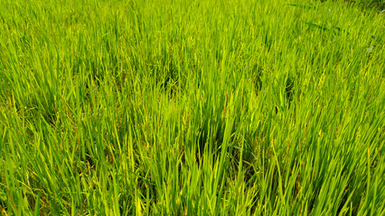 Obraz premium Close up view of green grass