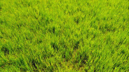 Close up view of green grass