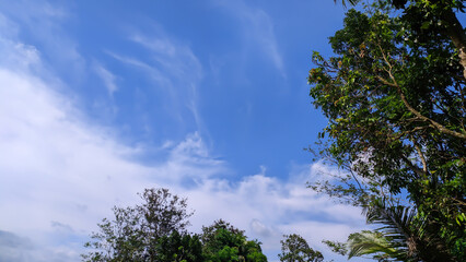 Obraz premium View of blue sky and trees for the background