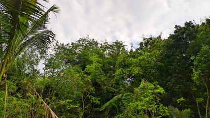 View of dense forest trees