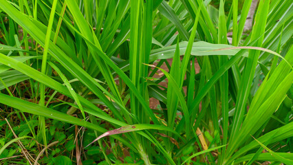 Photo of fresh green wild grass, alang alang
