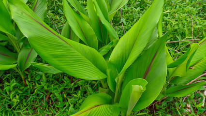 Green turmeric or Curcuma longa leaves