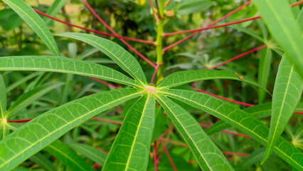 Fresh leaves of cassava in nature