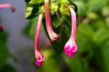 Plants and Flowers Photography. Plant Closeup. Macro shot of Brugmansia Flower Buds. Beautiful pink Burgmansia flowers photographed using a macro lens. Bandung, Indonesia