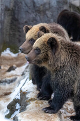 Obraz premium 2頭のヒグマの子どもたち