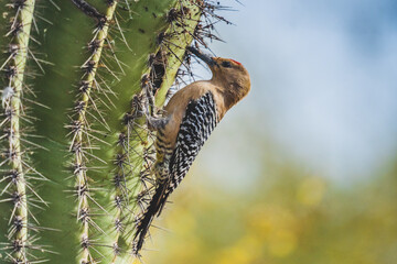 Arizona Woodpecker
