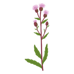 creeping thistle, field flower, vector drawing wild plants at white background, Cirsium arvense, floral element, hand drawn botanical illustration