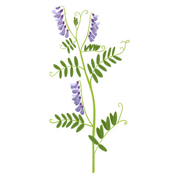 cow vetch, field flower, vector drawing wild plants at white background, Vicia cracca, floral element, hand drawn botanical illustration