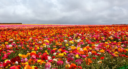 Cloudy sky over field of multi colored ranunculus flowers in southern California United States