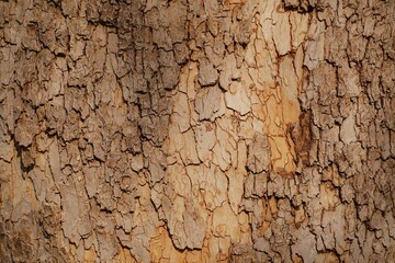 brown color dry tree bark texture. plant texture backround.