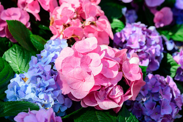 Pink and blue hydrangea flowers blossom in the ornamental garden