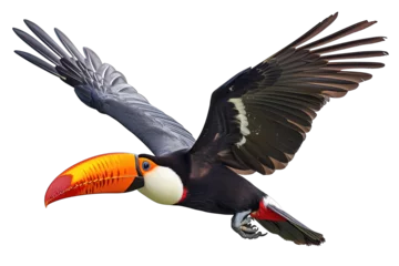 Fotobehang Toucan Bird Flying © Hungarian