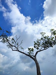 tree and sky