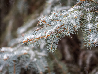 Naklejka na ściany i meble Green fir branches in winter covered with snow. Branches of fir tree as background. Frosty spruce branches. Outdoor with snowy winter nature. Forest landscape
