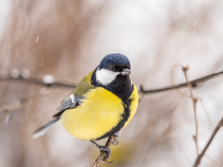 Obraz na płótnie Canvas Cute bird Great tit, songbird sitting on the fir branch with snow in winter