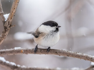 Obraz na płótnie Canvas Cute bird the willow tit, song bird sitting on a branch without leaves in the winter.