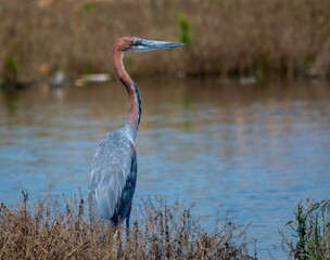 A goliath heron hunts next to the water in the Marievale Bird Sanctuary in South Africa