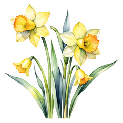 Fototapeta na wymiar Daffodils Spring Illustration. Narcissus Bouquet Print