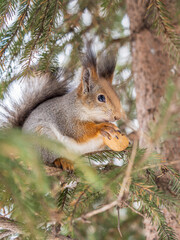 The squirrel with nut sits on tree in the winter or late autumn