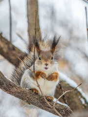 The squirrel sits on a branches without leaves in the winter or autumn