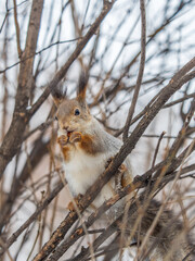 Obraz premium The squirrel with nut sits on tree in the winter or late autumn