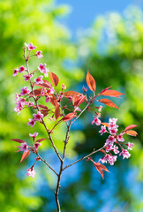 Close-up of Sakura (Cheery Blossom) flowers that blooming on their tree in a clearly blue sky spring day, with blurred background. Flowers and Leaves against nature blurred background