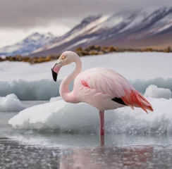 Fototapeten flamingo in the water © Kate