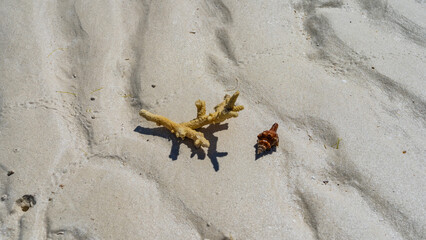 A sprig of coral and a red spiral shell lie on the seabed exposed at low tide. The background is wet wavy sand. Full screen. Madagascar