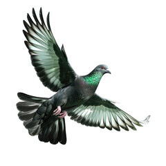 Obraz premium Black Green Pigeon Isolated