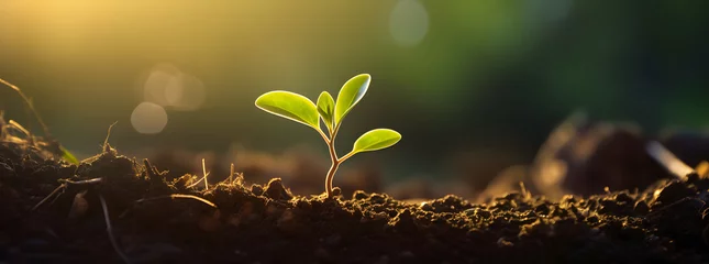 Fotobehang plant growing in the soil, small saplings sprouting from the soil,small seedlings sprouting from the ground,Earth Day concept,World Environment Day,green tree,grass in the morning sun © MstParul
