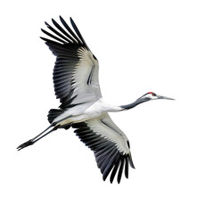 Crane Flying Isolated