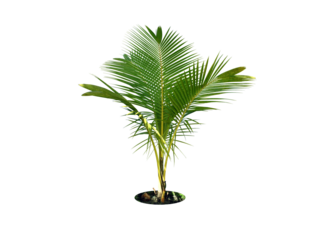 Bismarckia palm trees. (coconut tree) Planted on a lot of light green grass in the park. Isolated on white background and clipping path. png