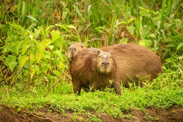 Capybara Nature Habitat Northern Pantanal Biggest Rondent Wild America South American Wildlife Beauty Nature (1)1