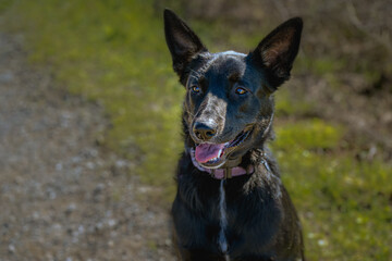 2024-01-05 SHOT OF A BLACK SHEPARD MIX WITH INTENSE BRIGHT EYES EARS UP WITH A BLURRED OUT...