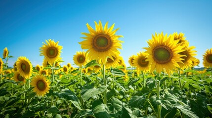 Fototapeta premium beautiful sunflowers in natural background