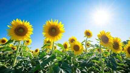 Obraz premium beautiful sunflowers in natural background