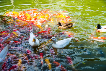 The goose is among the koi fish.