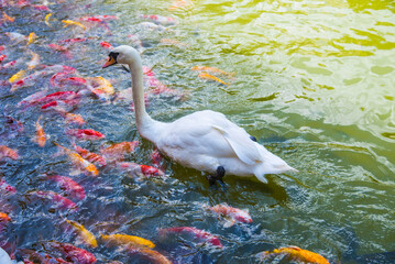 The goose is among the koi fish.